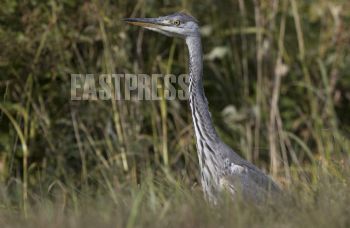 EA268867, Eastpress, Porvoo, Finland